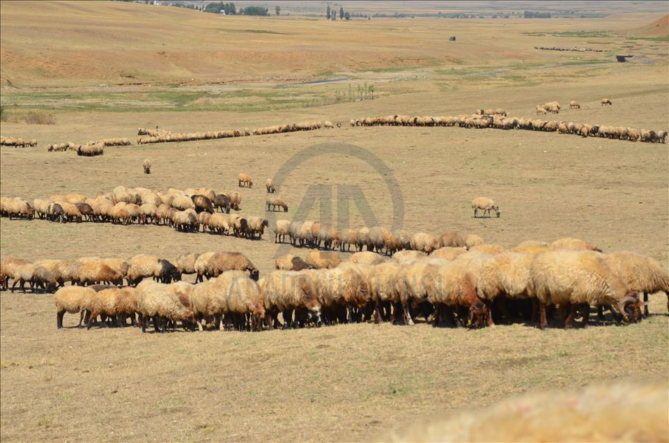 Li Mûşê koçeran dest bi dagêrê kir