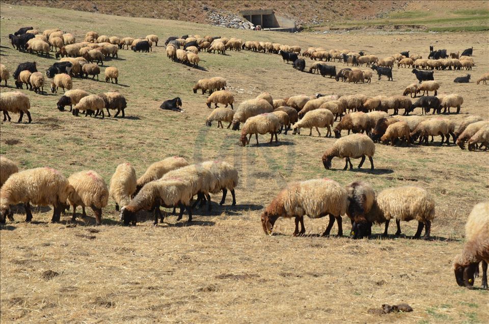 Li Mûşê koçeran dest bi dagêrê kir