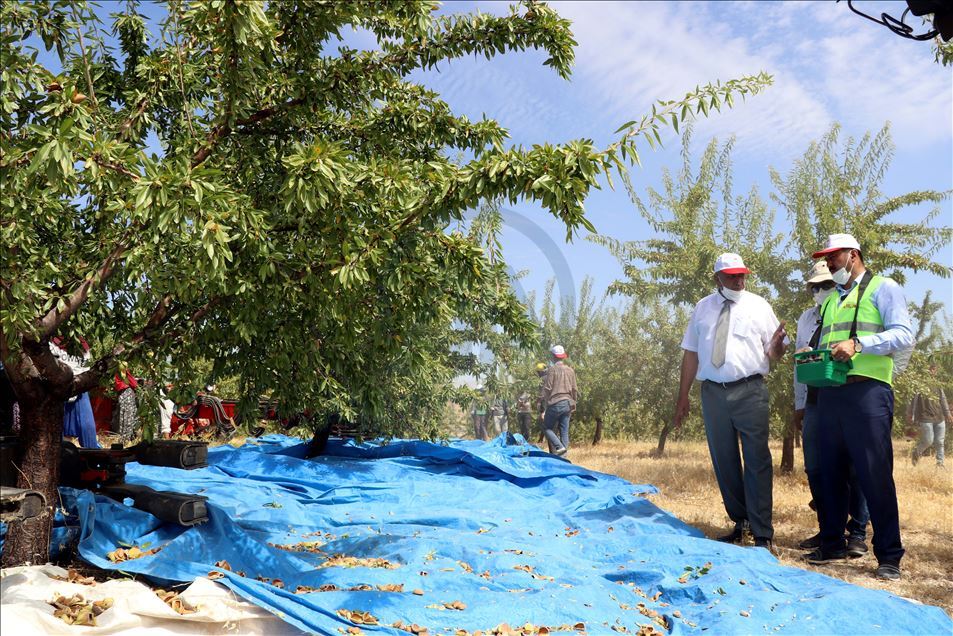 Elazığlı üretici devlet desteğiyle diktiği 37 bin ağaçtan badem hasadına başladı
