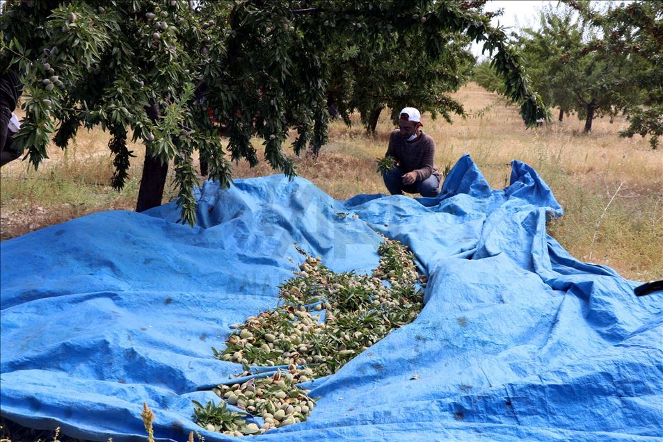 Elazığlı üretici devlet desteğiyle diktiği 37 bin ağaçtan badem hasadına başladı