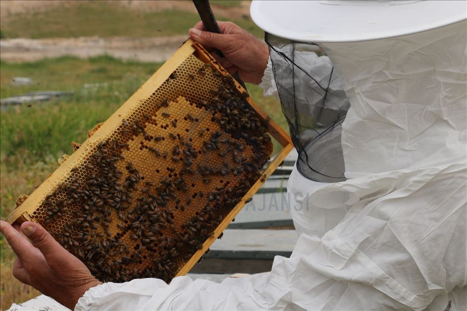 Huzura kavuşan Çemikare Yaylası'nda bal üretiyorlar