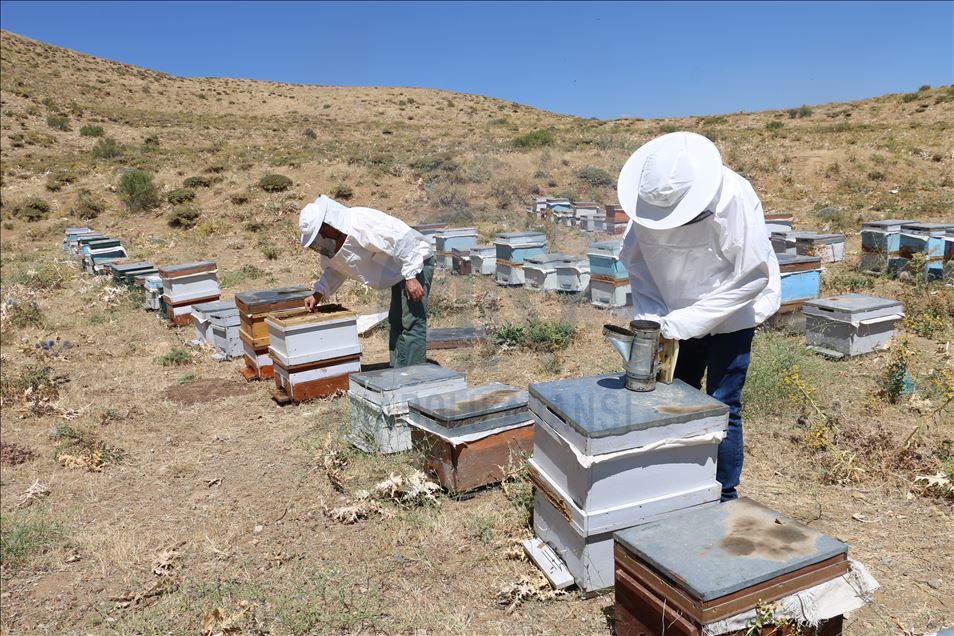 Huzura kavuşan Çemikare Yaylası'nda bal üretiyorlar