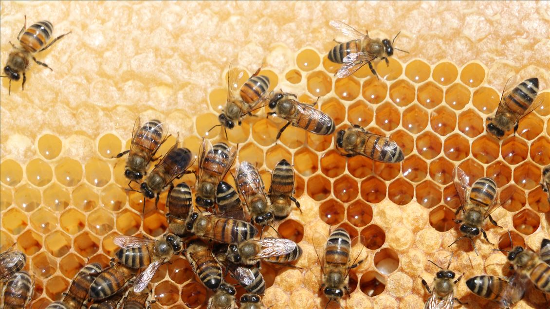 Huzura kavuşan Çemikare Yaylası'nda bal üretiyorlar