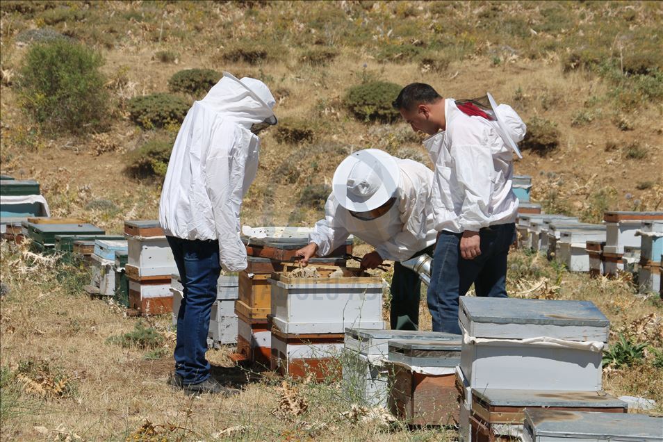 Huzura kavuşan Çemikare Yaylası'nda bal üretiyorlar