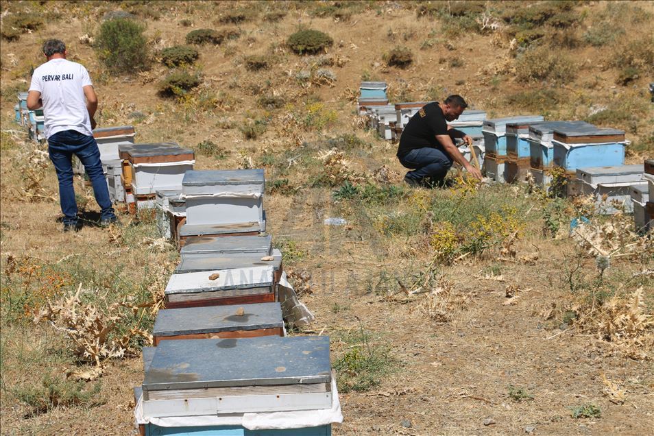 Huzura kavuşan Çemikare Yaylası'nda bal üretiyorlar