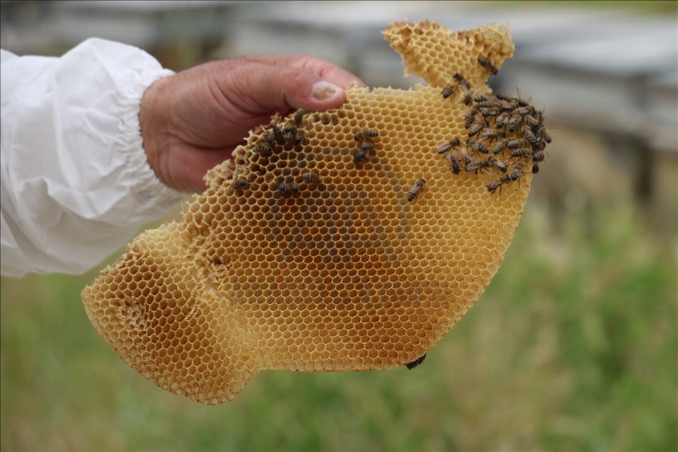 Huzura kavuşan Çemikare Yaylası'nda bal üretiyorlar