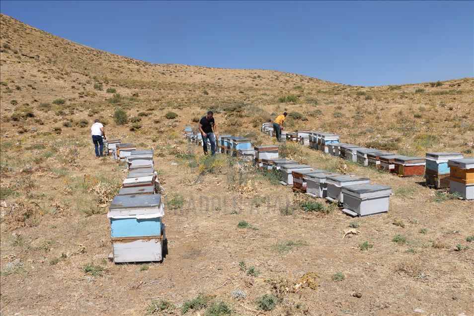 Huzura kavuşan Çemikare Yaylası'nda bal üretiyorlar