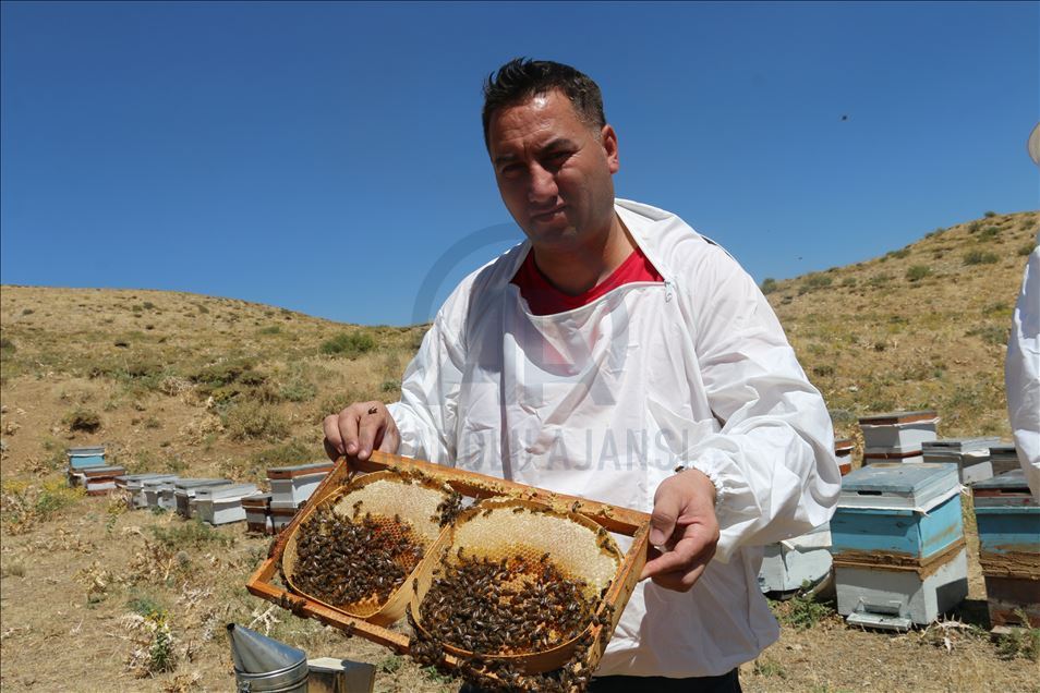 Huzura kavuşan Çemikare Yaylası'nda bal üretiyorlar
