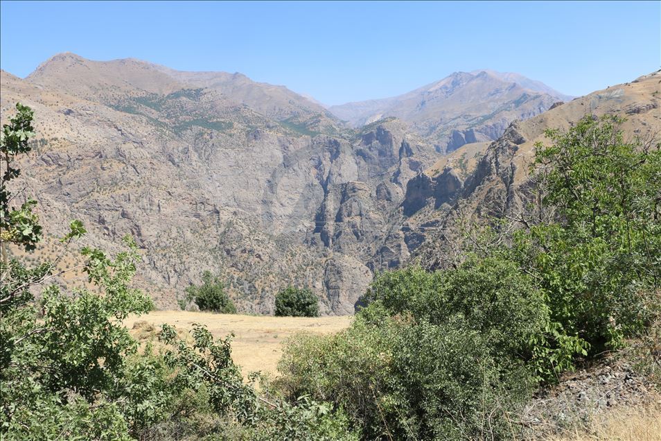 Huzura kavuşan Çemikare Yaylası'nda bal üretiyorlar