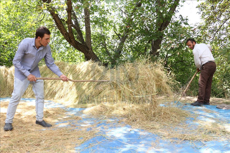 Birincê Qursincê yê Bidlîsê li aşê 150 salî tê hêran
