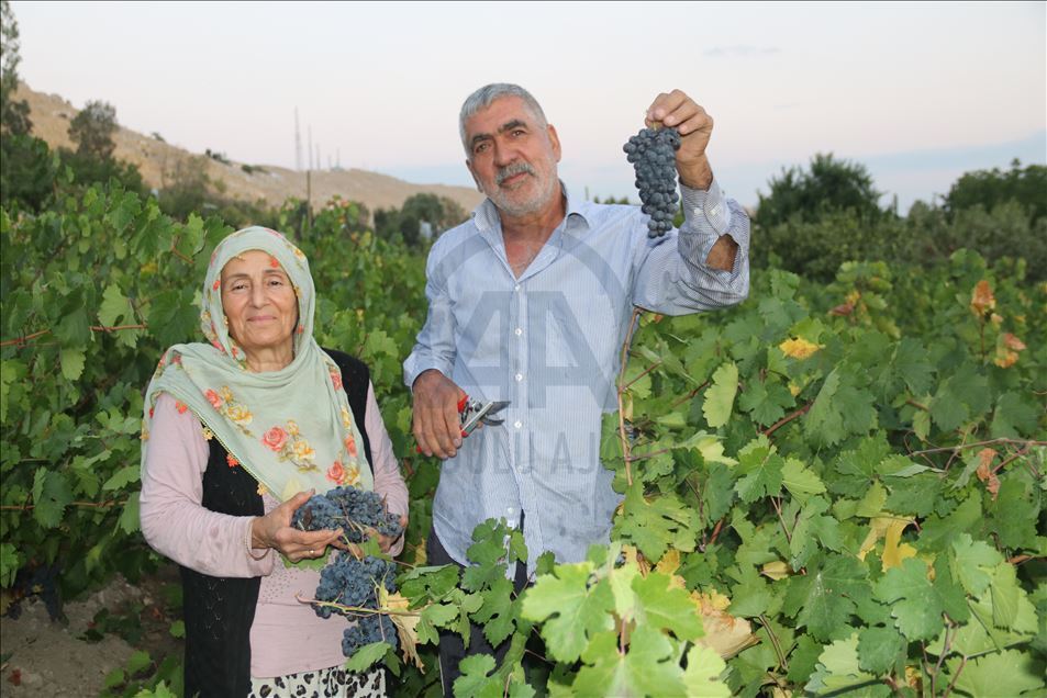 Van'da Urartular'dan miras kalan bağcılık devlet desteğiyle yaşatılıyor