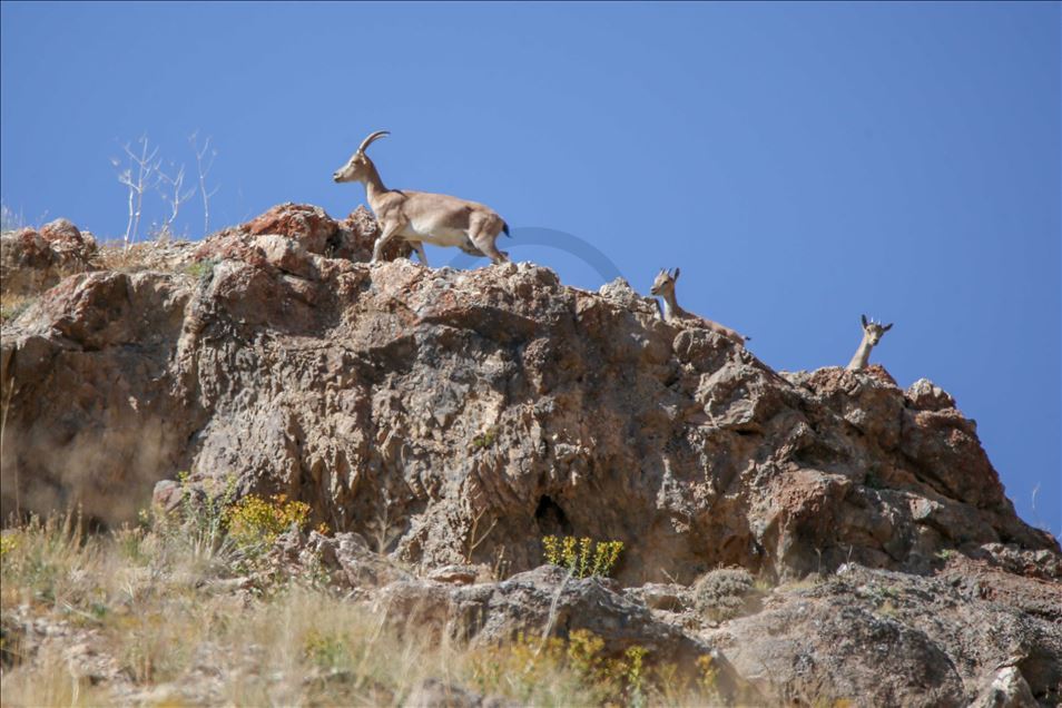 تشهد أعداد "الماعز الجبلي" في ولايت