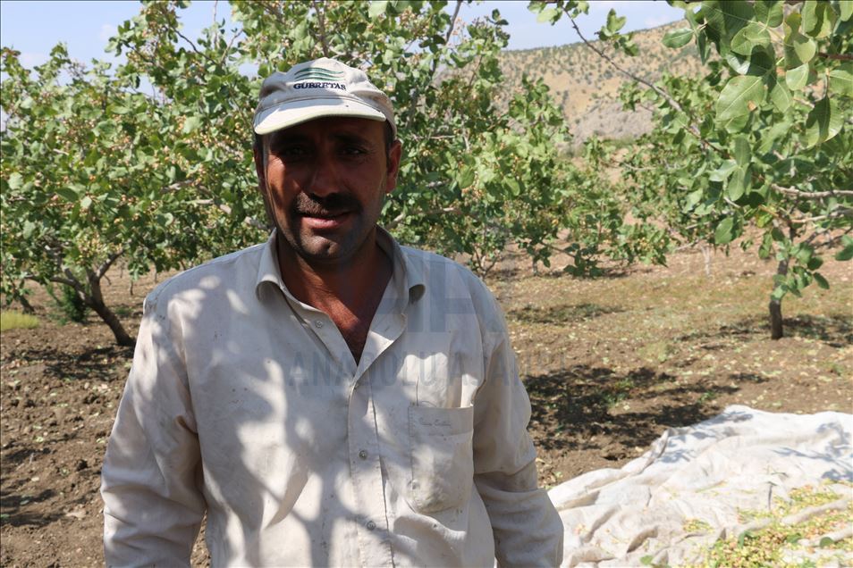Li Perwariyê fistiqan rûyê hilberîneran geş kir