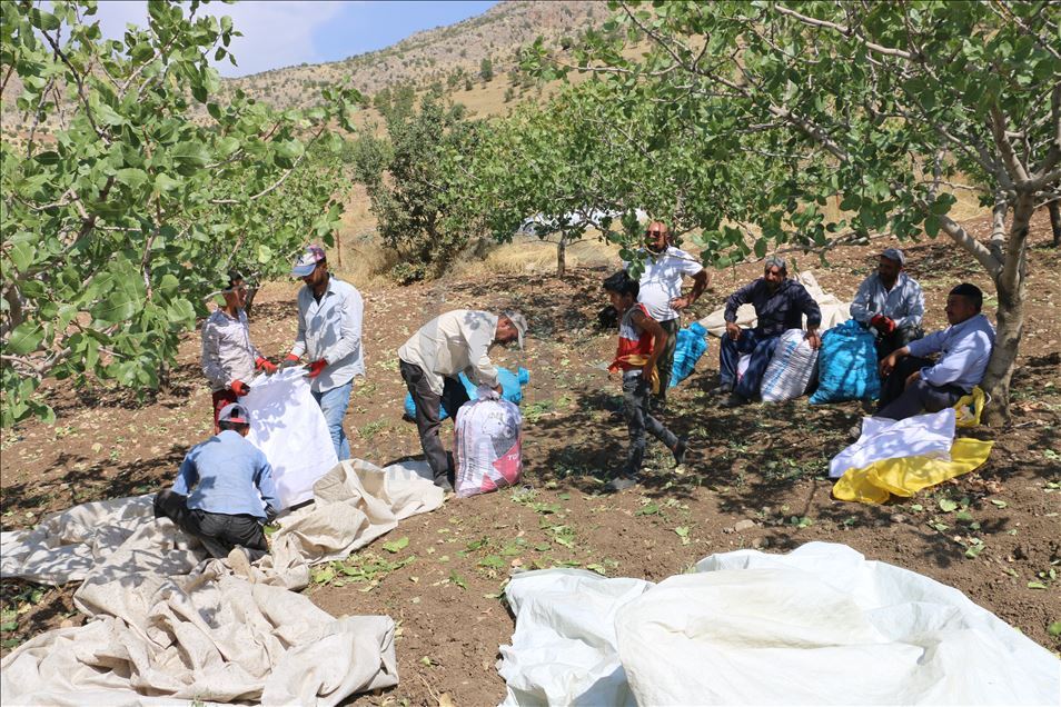 Li Perwariyê fistiqan rûyê hilberîneran geş kir