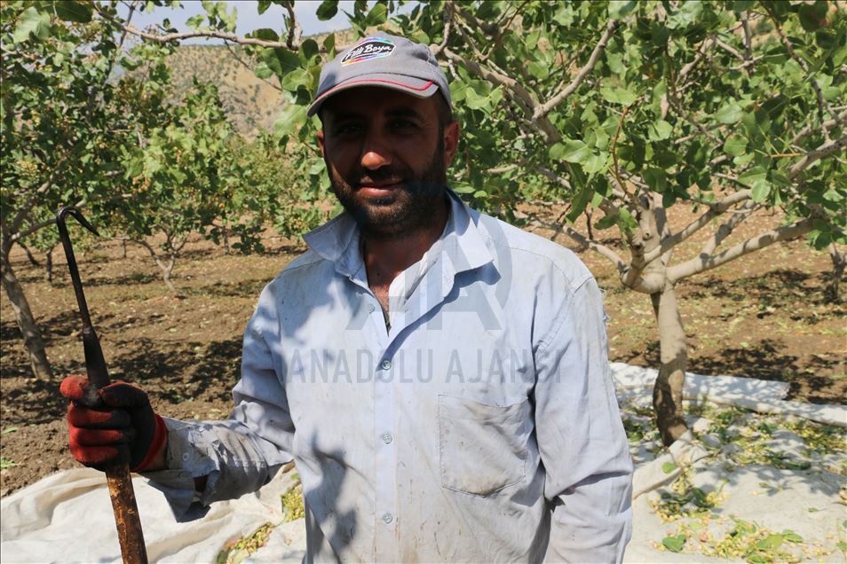 Li Perwariyê fistiqan rûyê hilberîneran geş kir