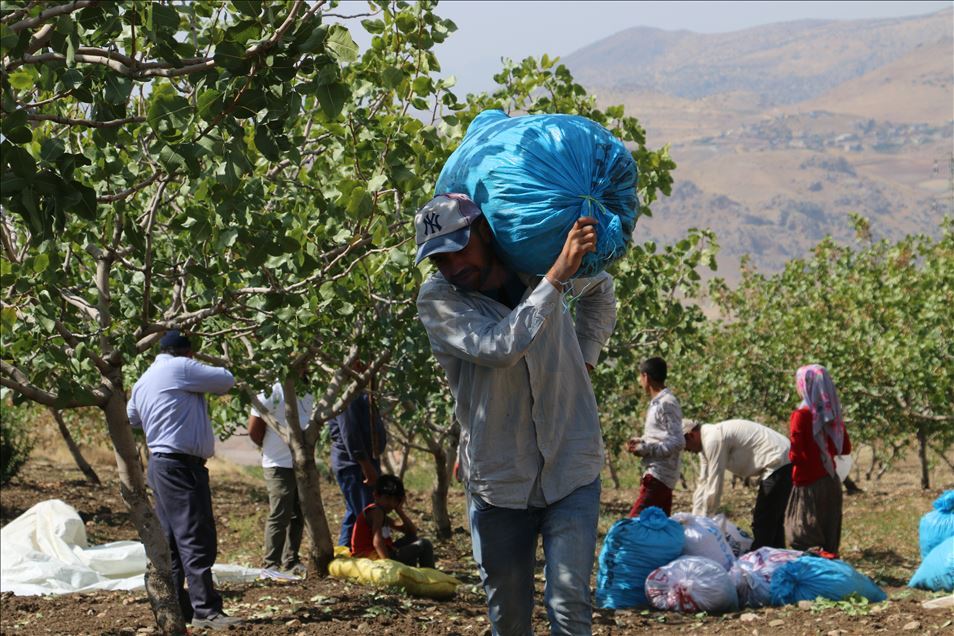 Li Perwariyê fistiqan rûyê hilberîneran geş kir