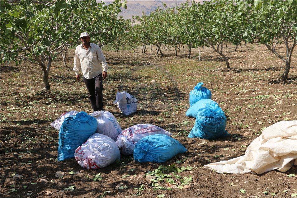 Li Perwariyê fistiqan rûyê hilberîneran geş kir