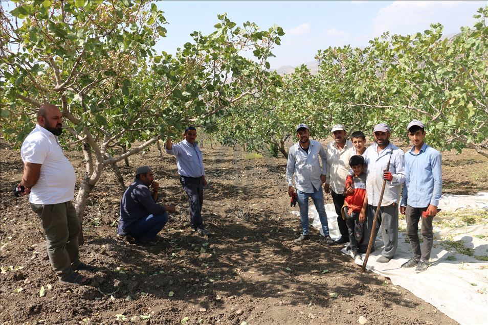Li Perwariyê fistiqan rûyê hilberîneran geş kir