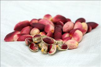 Les pistachiers plantés par leurs grand-pères, leur source de revenus
