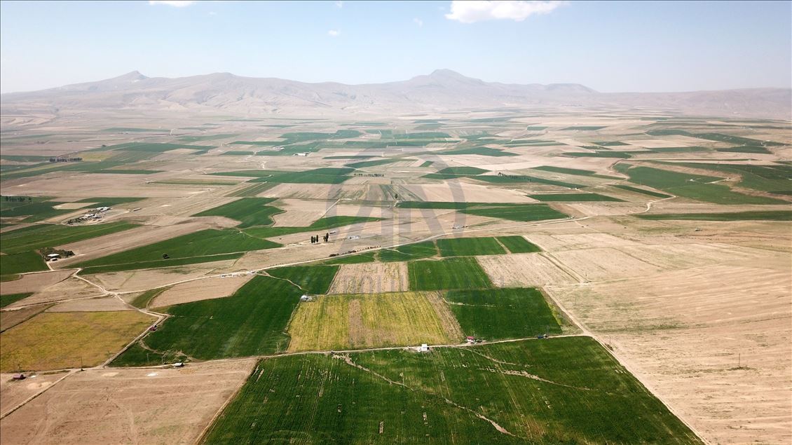 Bitlis'te kuru fasulye hasadından 370 milyon lira gelir beklentisi