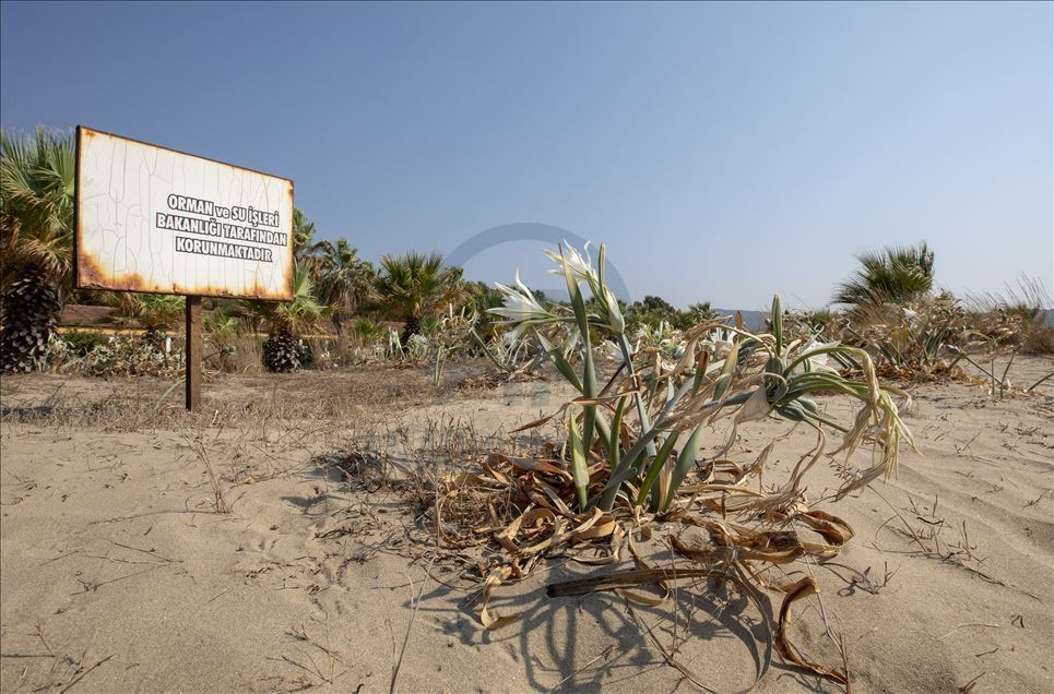 «Песочные лилии», как называют в Турции панкраций морской, окрасили берега района Мендерес в белый цвет
