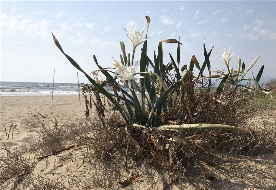 «Песочные лилии», как называют в Турции панкраций морской, окрасили берега района Мендерес в белый цвет
