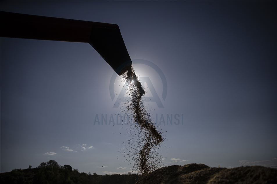 Edirne'de çeltik üreticileri hasat mesaisinde