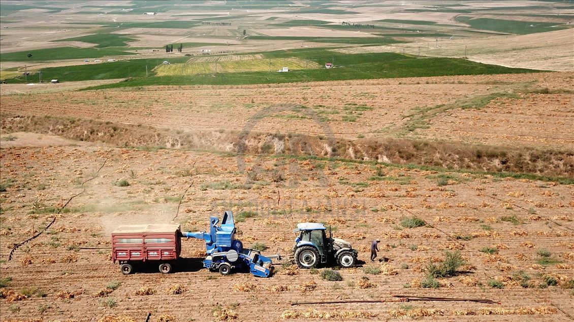 Bitlis'te kuru fasulye hasadından 370 milyon lira gelir beklentisi