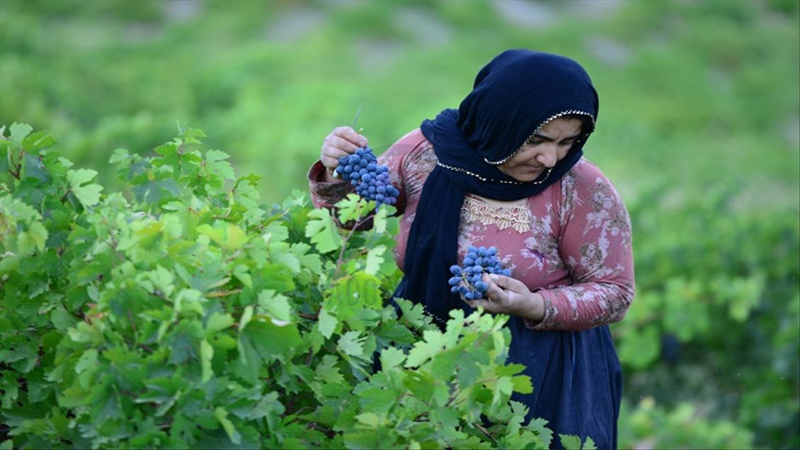ترێی رەشی سەرگەڵو لە چاوەڕوانی هەناردەکردندا