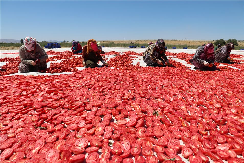 Elazığ'dan 500 ton kurutulmuş domates ihracatı hedefleniyor