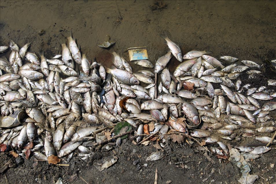 Manisa'da baraj gölündeki toplu balık ölümlerine ilişkin inceleme
