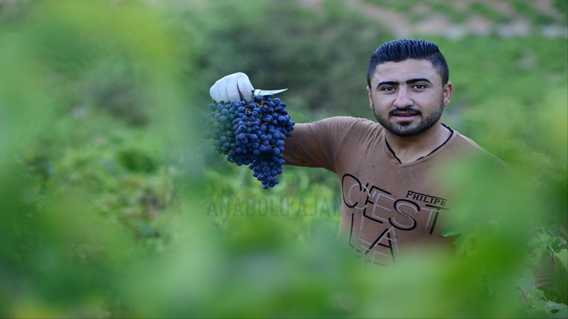 ترێی رەشی سەرگەڵو لە چاوەڕوانی هەناردەکردندا