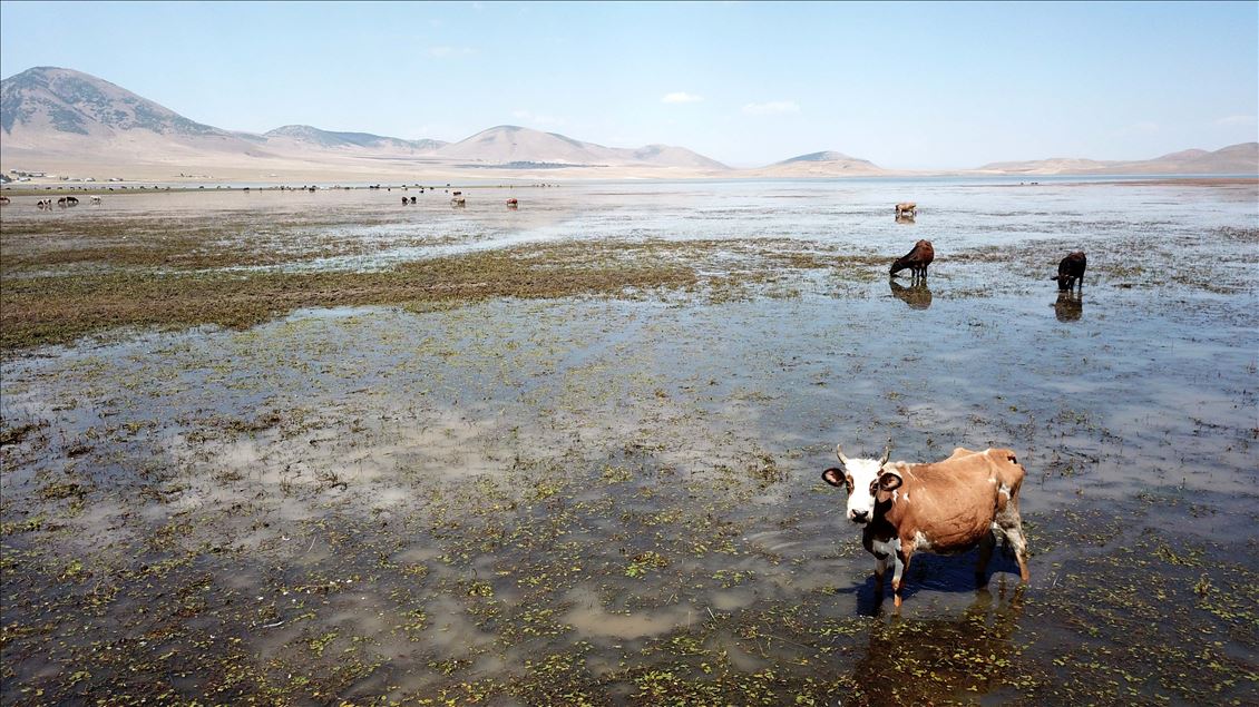 Muş'ta büyükbaş hayvanlar Kazan Gölü'ndeki taze otlarla besleniyor