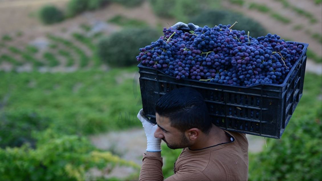 ترێی رەشی سەرگەڵو لە چاوەڕوانی هەناردەکردندا