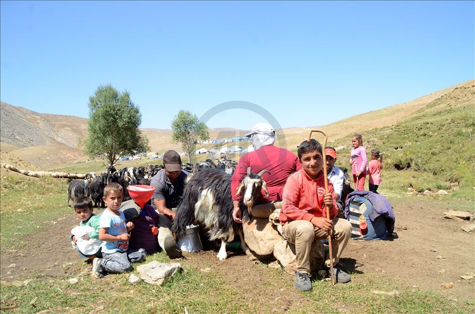 Bitlis'te göçerler yayla sezonunu verimli geçirmenin mutluluğunu yaşıyor