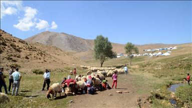 Bitlis'te göçerler yayla sezonunu verimli geçirmenin mutluluğunu yaşıyor