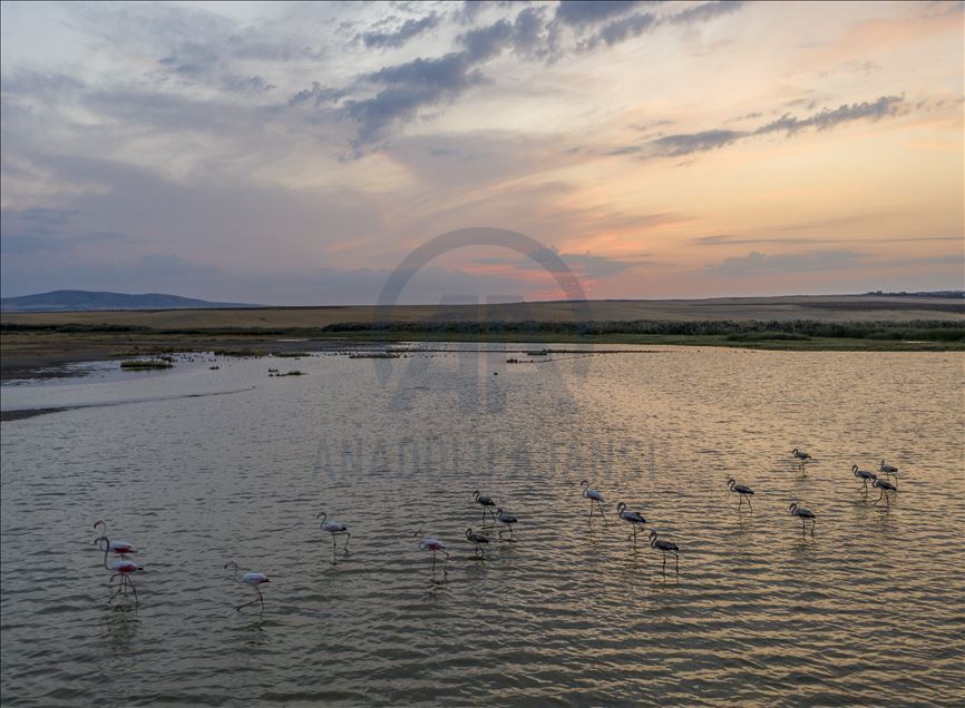 Başkent'in göçmen kuşları