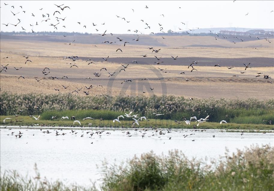 Başkent'in göçmen kuşları