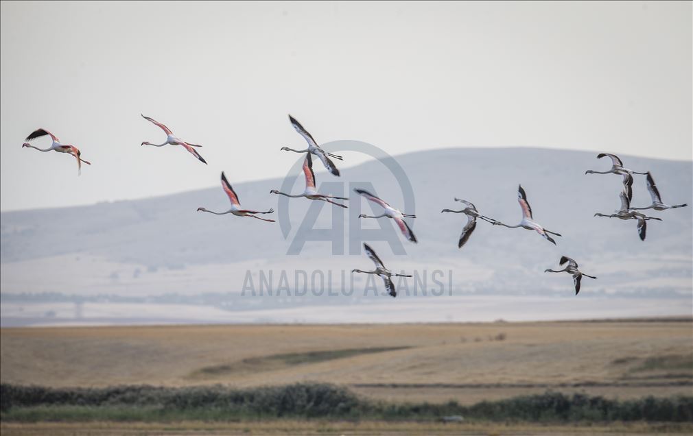 Başkent'in göçmen kuşları