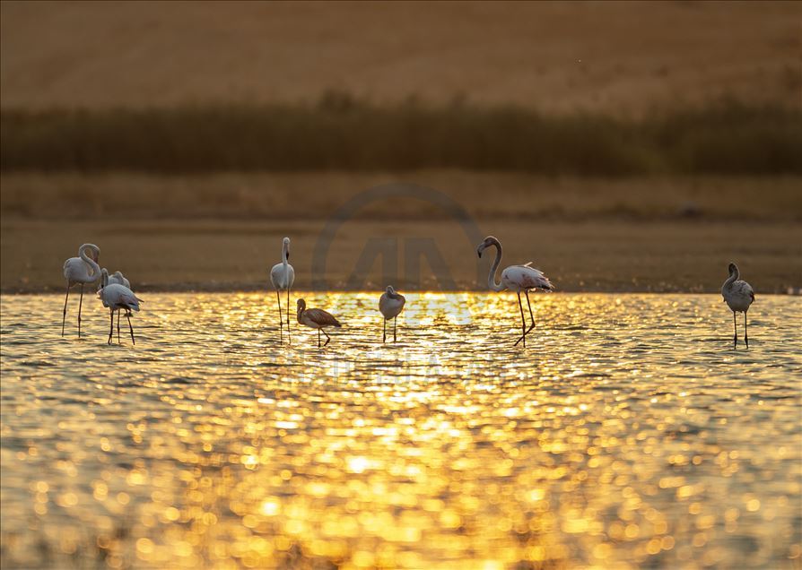 Başkent'in göçmen kuşları