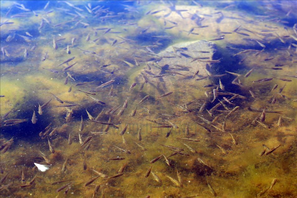 Doğal akvaryuma dönüşen Balık Gölü, balık yavrularıyla şenlendi