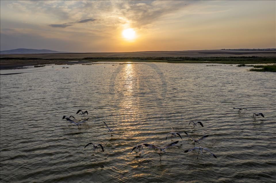 Başkent'in göçmen kuşları
