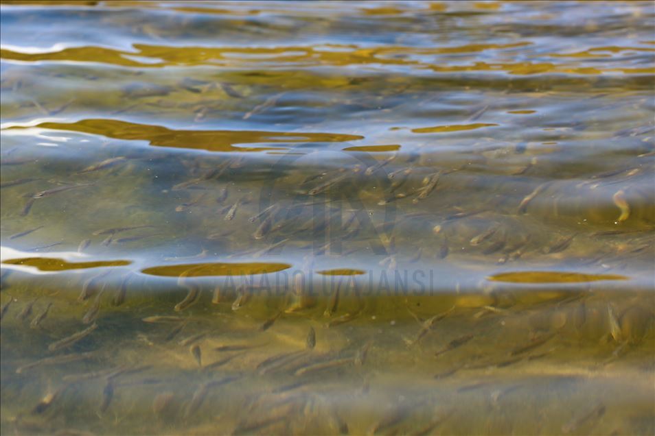 Doğal akvaryuma dönüşen Balık Gölü, balık yavrularıyla şenlendi