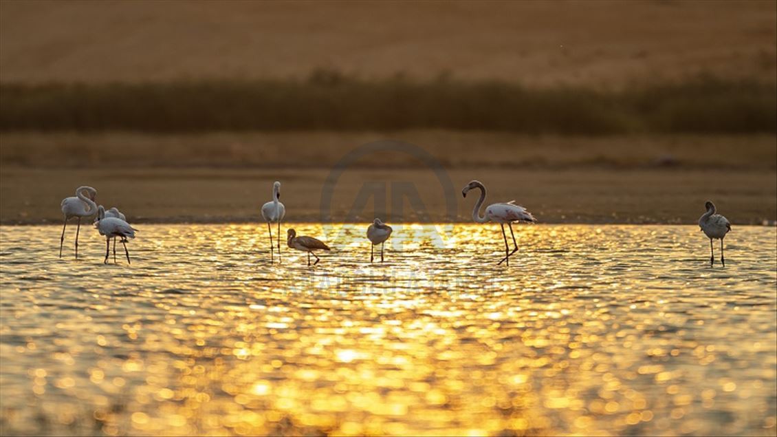 ئەنقەرە.. باڵندە کۆچەرەکان