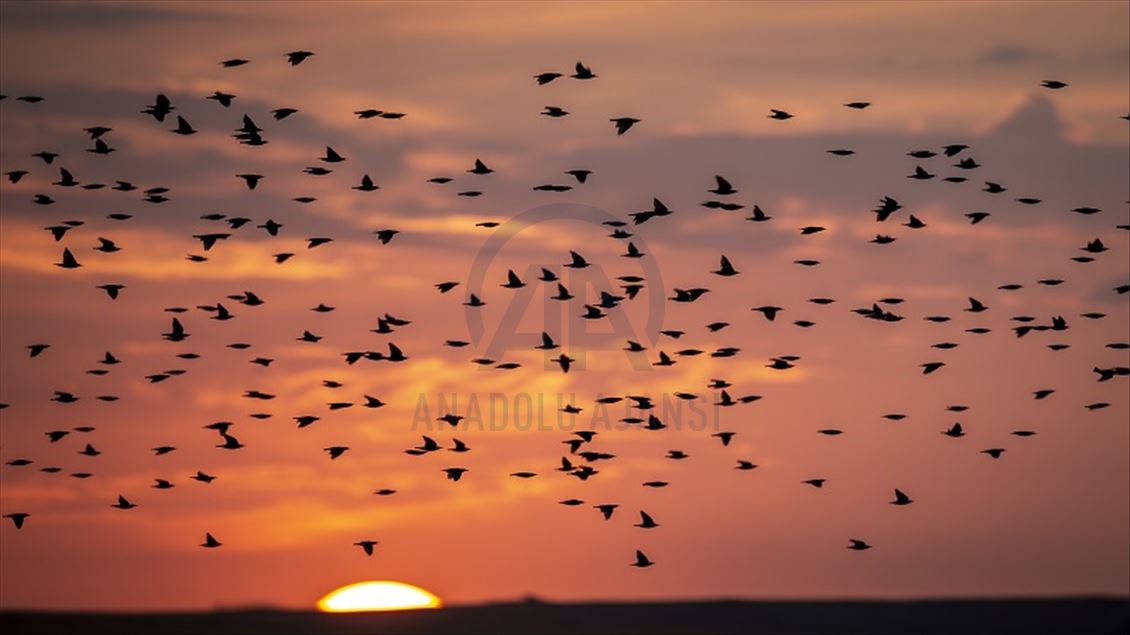 ئەنقەرە.. باڵندە کۆچەرەکان