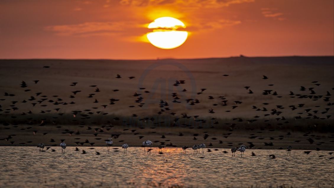 ئەنقەرە.. باڵندە کۆچەرەکان
