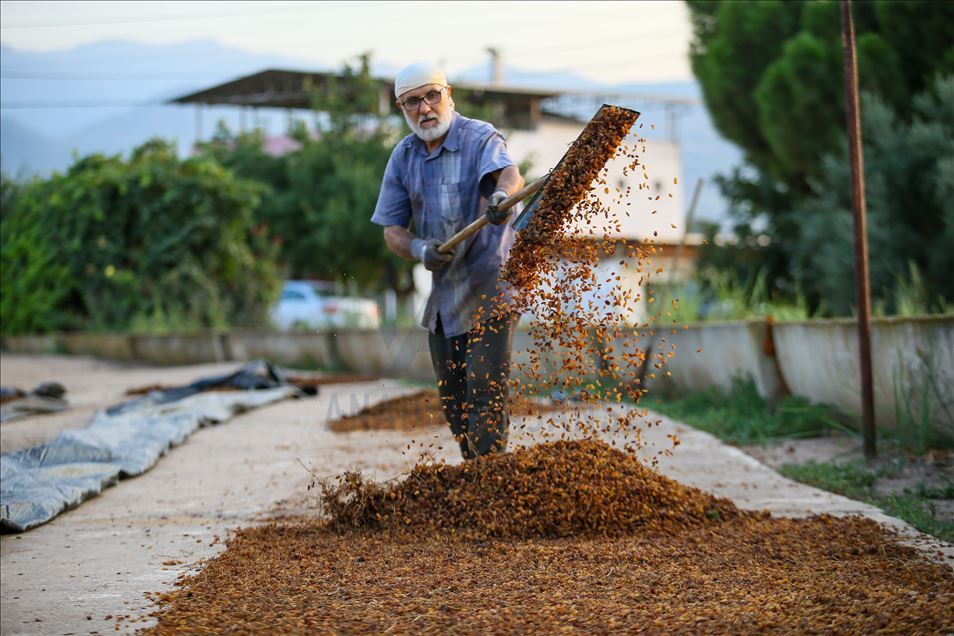 Manisa'da üzüm mesaisi görsel şölen sunuyor