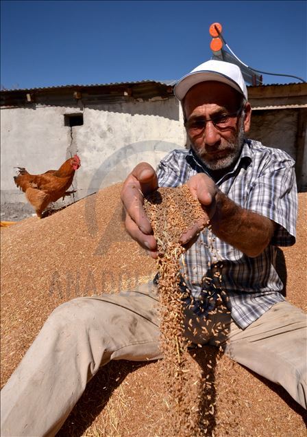 Li Qersê çandiniya genimê sor ê ji kal û bavan mîrat maye her ku diçe berbelav dibe