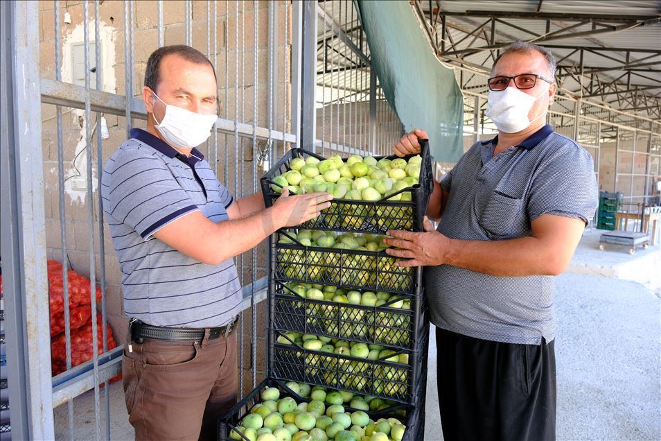 Mersin'de beyaz incir üreticisinin yüzünü güldürüyor
