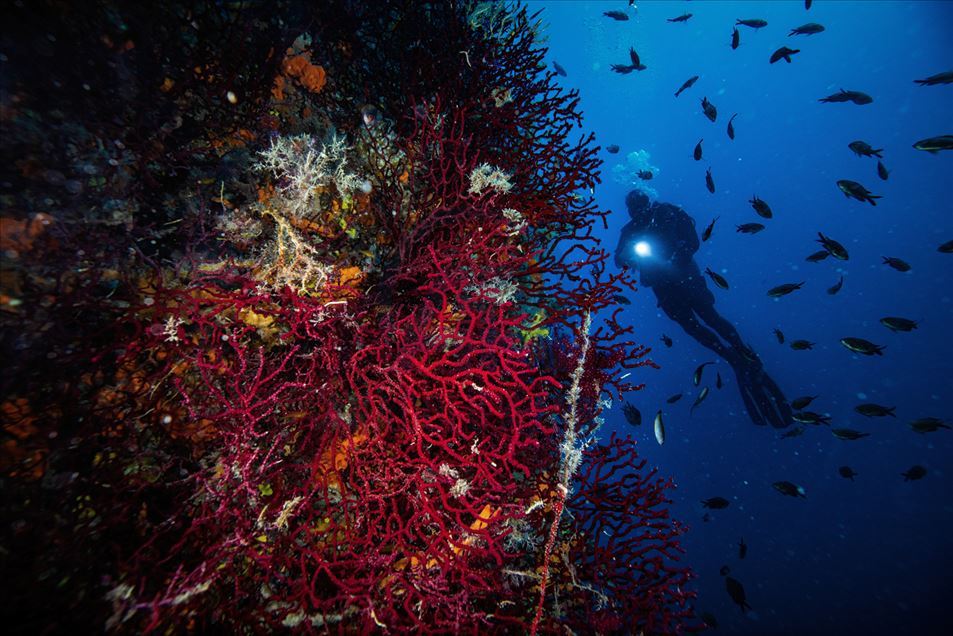 Turquía: Los corales rojos a la espera de ser descubiertos por buceadores extranjeros